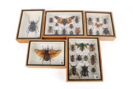 Five boxed beetle sepcimen sets.