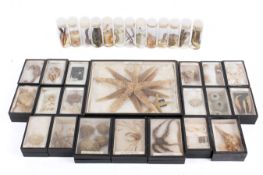 A collection of shell and sea creature specimens.