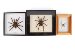 Three boxed arachnid specimens.