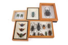 Five boxed bettle specimen sets.