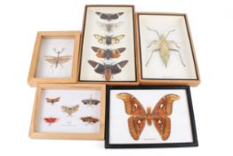 Five boxed specimen sets of insects.