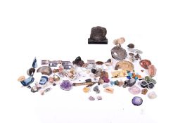 A quantity of geological and fossil specimens.