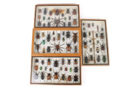 Four cased sets of specimen beetles and arachnids.