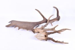 Two pairs of deer antlers (partial skull) and one other.