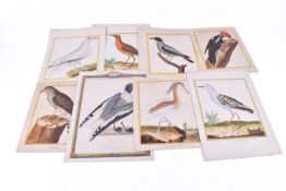 A collection of eight assorted 19th Century hand coloured engravings of birds.