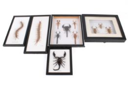 Five framed arachnid specimens.