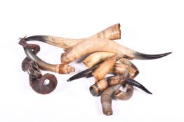 A quantity of rams horns together with other bull horns.
