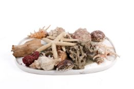 A collection of assorted sea shells, coral and starfish, etc. Including Cowrie, whelk, etc.