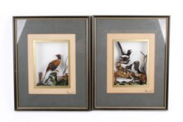 A pair of signed Macneil bird dioramas.