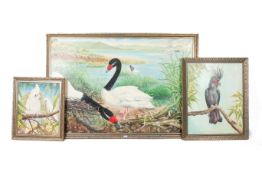 Three JLW Milsom (20th Century) - Ornithological studies, oils on canvas.