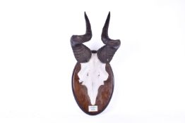 Taxidermy - African Wildebeest horns, part skull mounted on board. Labelled 'Tanzania, 2016'.