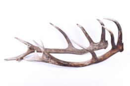 A pair of deer antlers.
