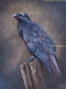 An original watercolour and gouache study of a crow in good quality frame and double mount.
