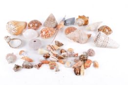 A collection of assorted seashells.