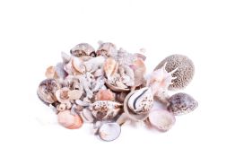 Collection of assorted sea-shells and some coral. Including some worked shells.