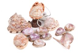 A collection of shells to include carved cameo shells and a conch converted to a table lamp.