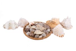 A collection of assorted sea shells including conch and cowrie, etc.