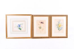 A group of three watercolour flower studies. All framed and glazed.