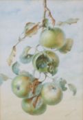 Arthur Nicholls (British, late 19th/early 20th century), watercolour of apples on a branch.