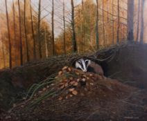 Graham Sims (British- Scottish 20th century) Oil on board of a badger in a woodland environment,