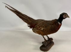 Taxidermy Cock Pheasant Bird, mounted on a branch with age-related wear