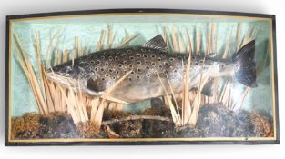 Taxidermy Bow Fronted Cased Fish large Brown Trout, in a naturalist setting, has Perspex front -