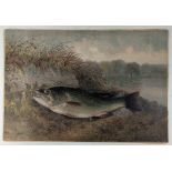 1878 Black Bass Fish Painting by Samuel A Kilbourne (1836-1881): bank scene of catch - mounted on