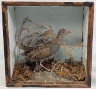 Taxidermy small period Corncrake, in wooden case, with Perspex front (with damage) 20cm x 20cm