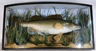 Taxidermy Bow Fronted Cased Fish 1994 Zander, caught by David Smith in the River Severn below Ham