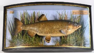 Fine preserved chub by J Cooper & Sons, Radnor St, London, mounted in a glazed bow front gilt