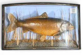 Taxidermy Bow Fronted Cased Golden Carp Fish, Cyprinus Carpio in a naturalist setting, has glass