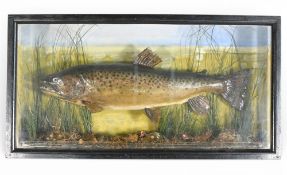 Taxidermy Cased Fish 1954 Brown Trout in wooden case, in a naturalist setting, has glass sides -