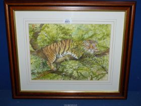 A framed and mounted watercolour of a Tiger in a tree, signed lower right Sadler,