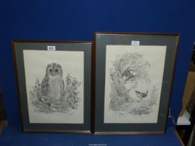 A pair of framed and mounted prints of Wrens in a natural woodland setting and an Owl perched in a