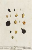 Biologie - Botanik - - Blackwell,