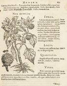 Biologie - Botanik - - Mattioli,