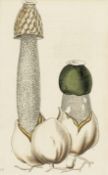 Biologie - Botanik - - Greville,