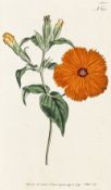 Biologie - Botanik - - Curtis,