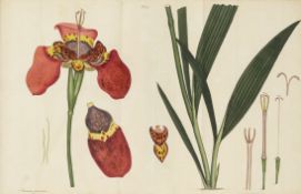 Biologie - Botanik - - Andrews, Henry