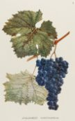 Biologie - Botanik - - Ketskhoveli,