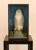 A Late 19th/Early 20th Century Taxidermy Snowy Owl (Bubo scandiacus)