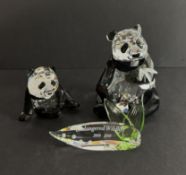 Swarovski Crystal Glass, 2008 Annual Edition - Panda's - Endangered Wildlife, with plaque, all