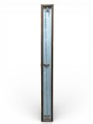 Victorian unusually large candy cane walking stick in oak display cabinet, length 170 x 17cm.