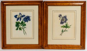 Margaret Jones, a pair of watercolours, Botanical scenes, initialled and dated 1836, in maple