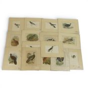 A collection of Wyman & Sons Limited engravings featuring various species of birds. (H: 11cm x W: