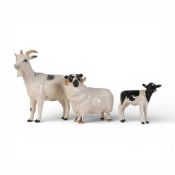 Beswick, Nigerian pot bellied pygmy goat, black face ram 3071, together with Friesian calf 1249c. (