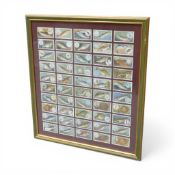 A framed set of fifty vintage Fish and Bait cigarette cards by W.D & H.O. Wills. (H: 50.5cm x W: