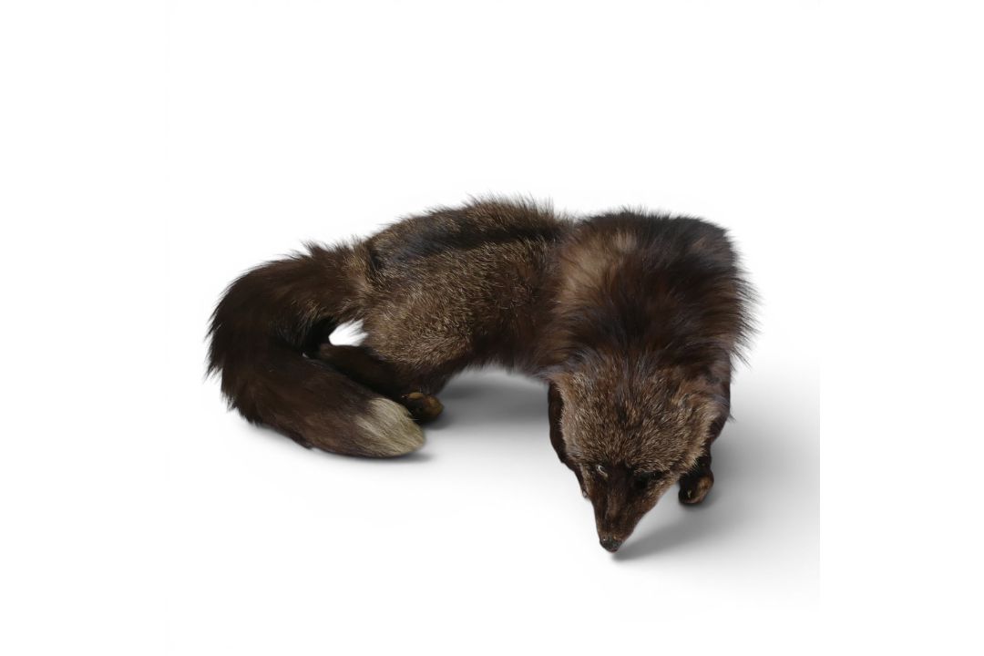 Vintage Silver Fox Stole dated 1930/40's , head, tail, paws all intact. with original clip and chain - Image 1 of 2