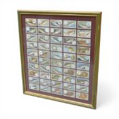 A framed set of fifty vintage Fish and Bait cigarette cards by W.D & H.O. Wills. (H: 50.5cm x W: