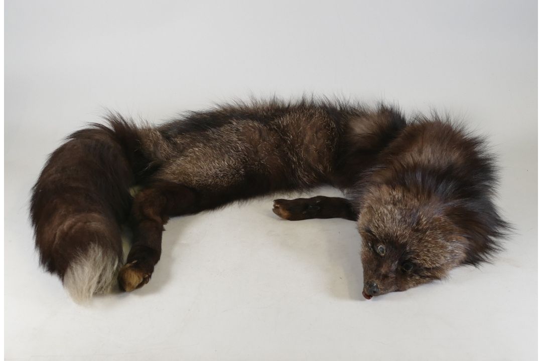 Vintage Silver Fox Stole dated 1930/40's , head, tail, paws all intact. with original clip and chain - Image 2 of 2